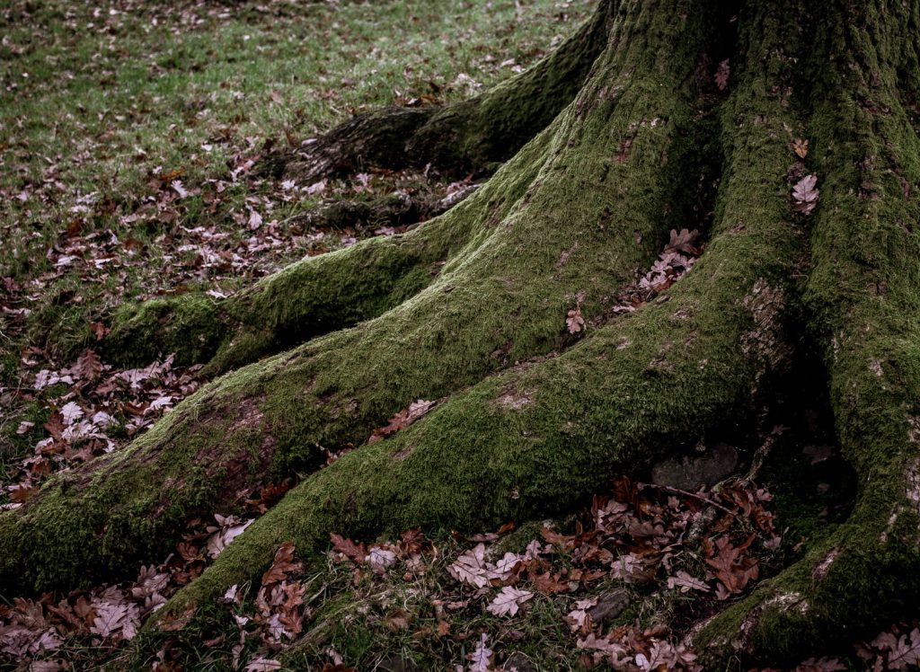 tree root